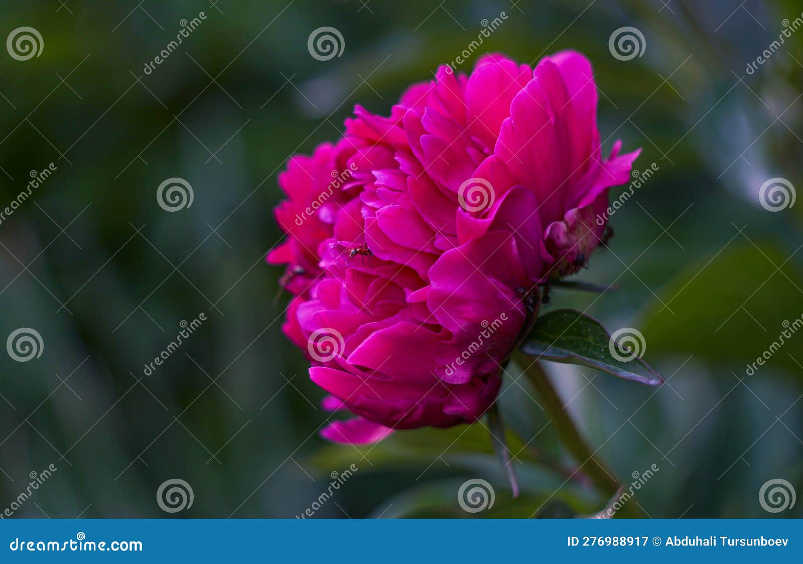 A Large Red Flower is Opening Stock Image Image of leaf, single