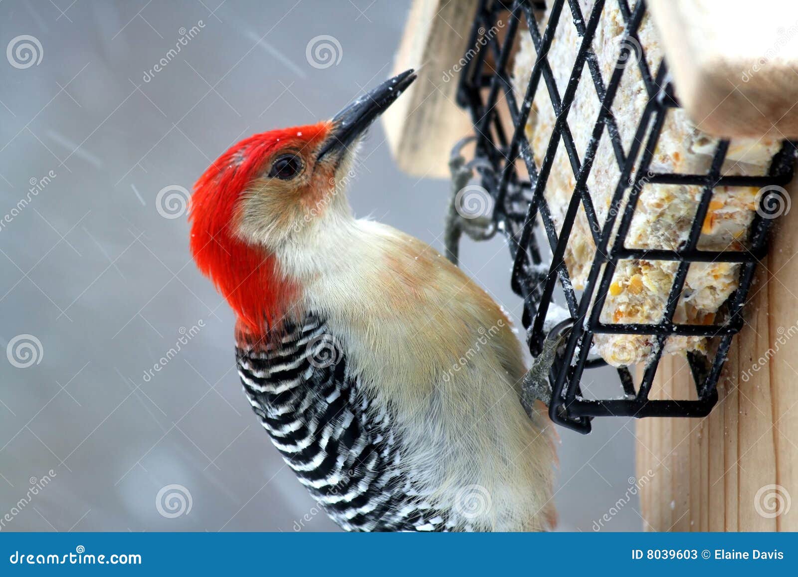 Large Redheaded Woodpecker Stock Image Image of freezing, feeder