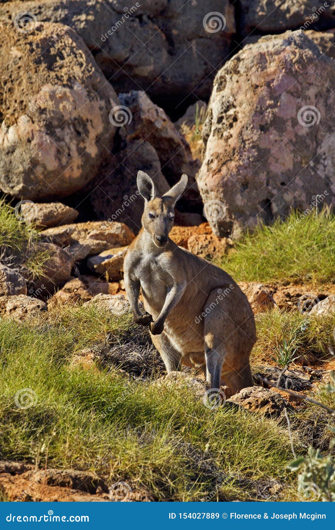 ris Telegraf Dynamics Big Red Kangaroo at Cape Range National Park in Western Australia Stock  Image - Image of mammal, kangaroo: 154027889