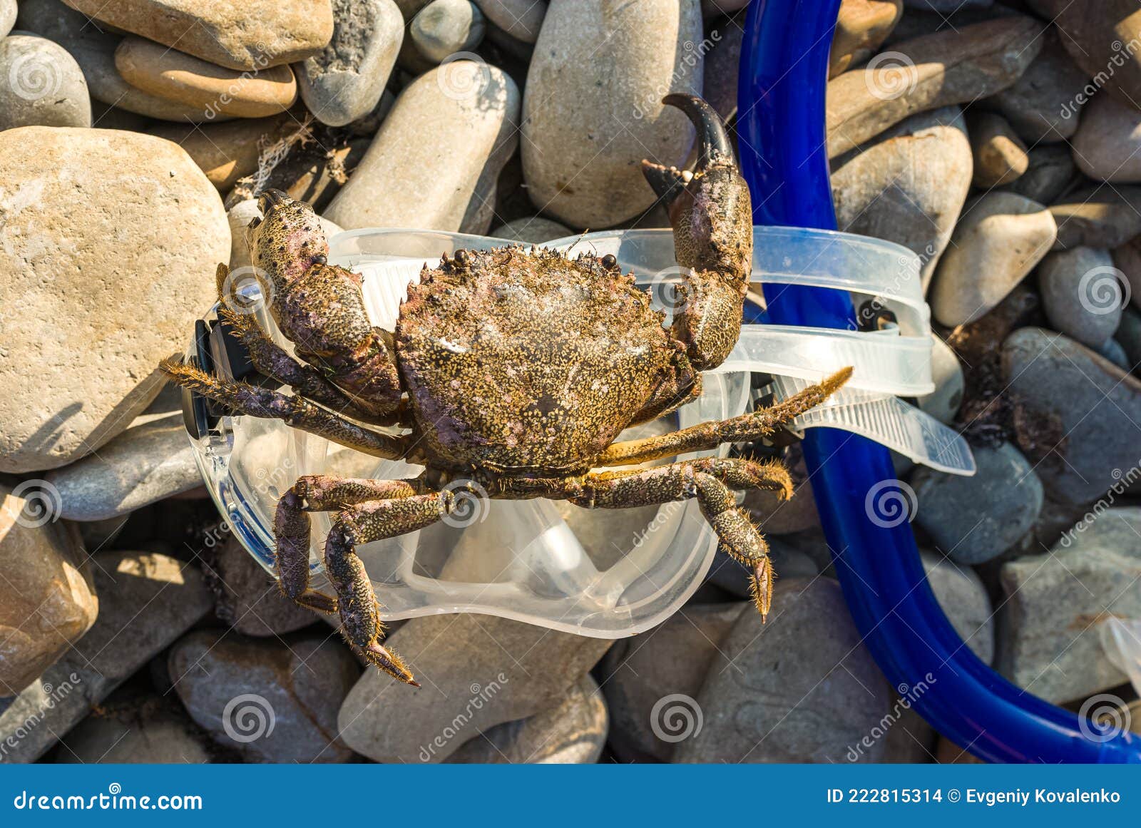 Large Rock Crab on a Diving Mask Stock Photo Image of reef, strong