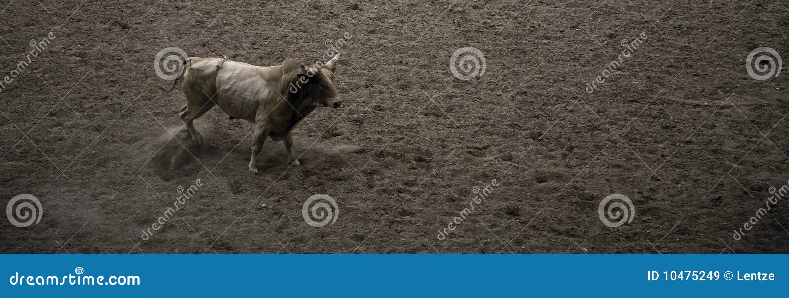 large rodeo bull