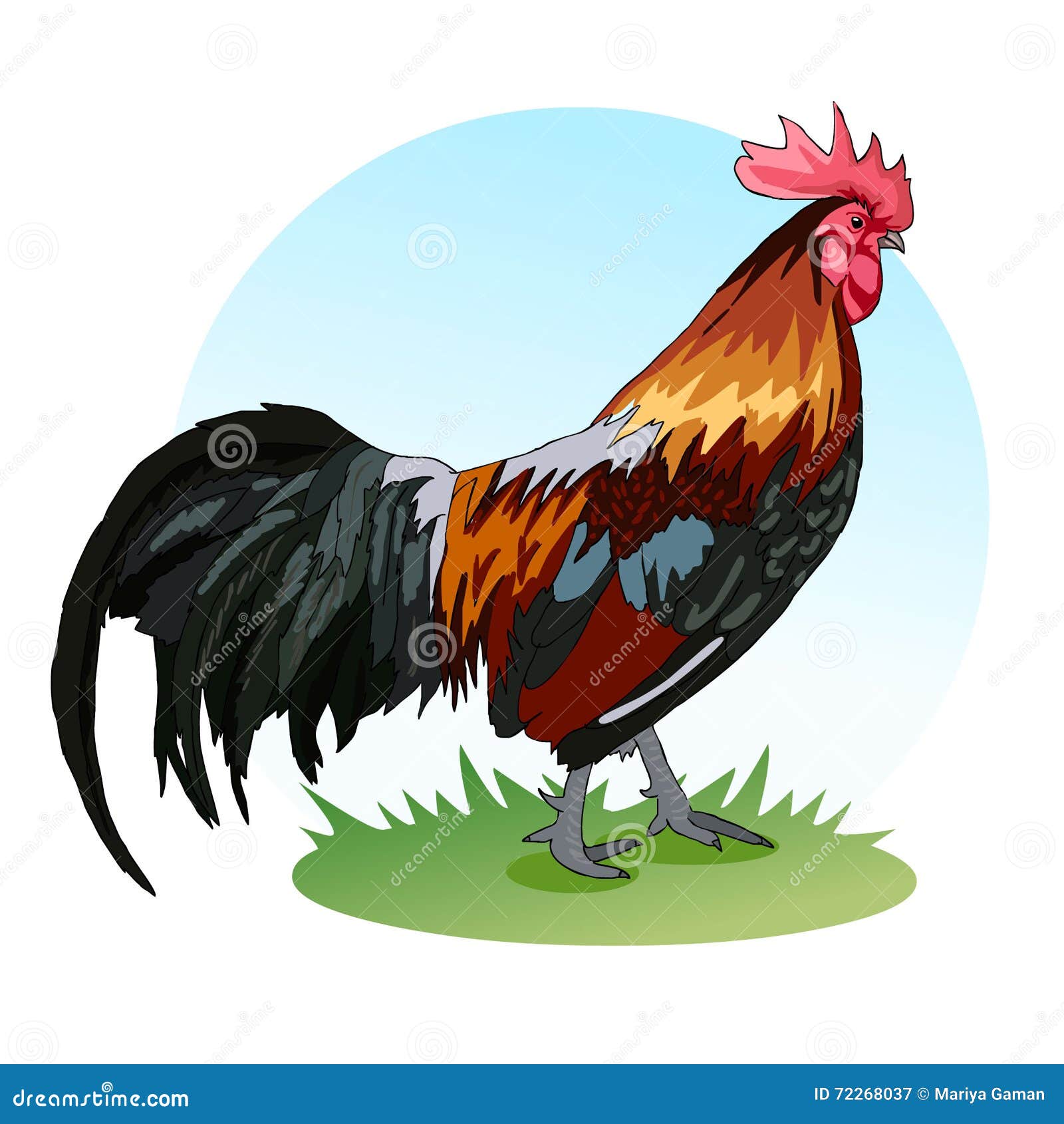 A Large Rooster with Colored Feathers. the Crest and Bushy Tail Stock  Vector - Illustration of bird, standing: 72268037
