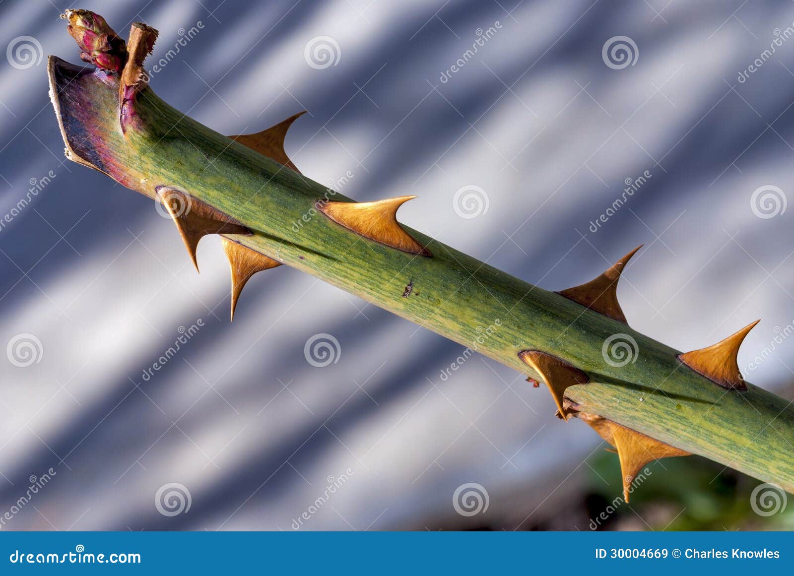 5,736 Rose Stems Stock Photos - Free & Royalty-Free Stock Photos from  Dreamstime