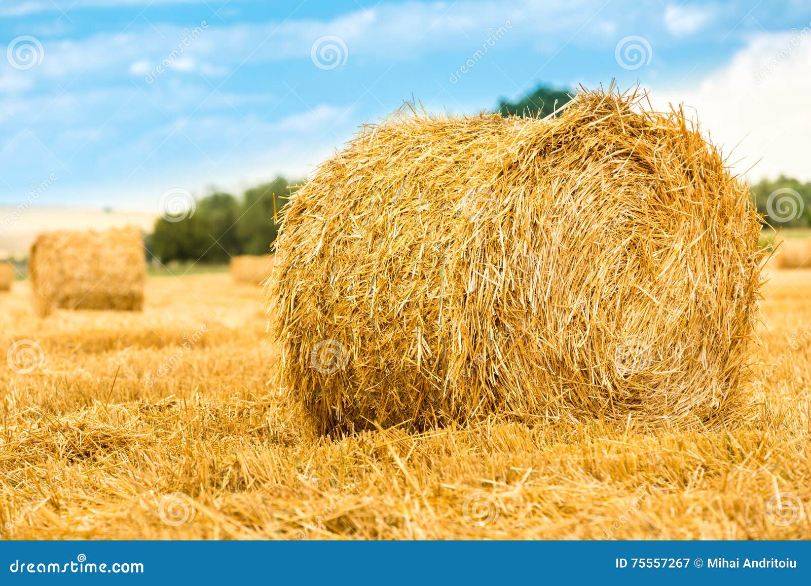 Large round straw bale stock image. Image of farm, field 75557267