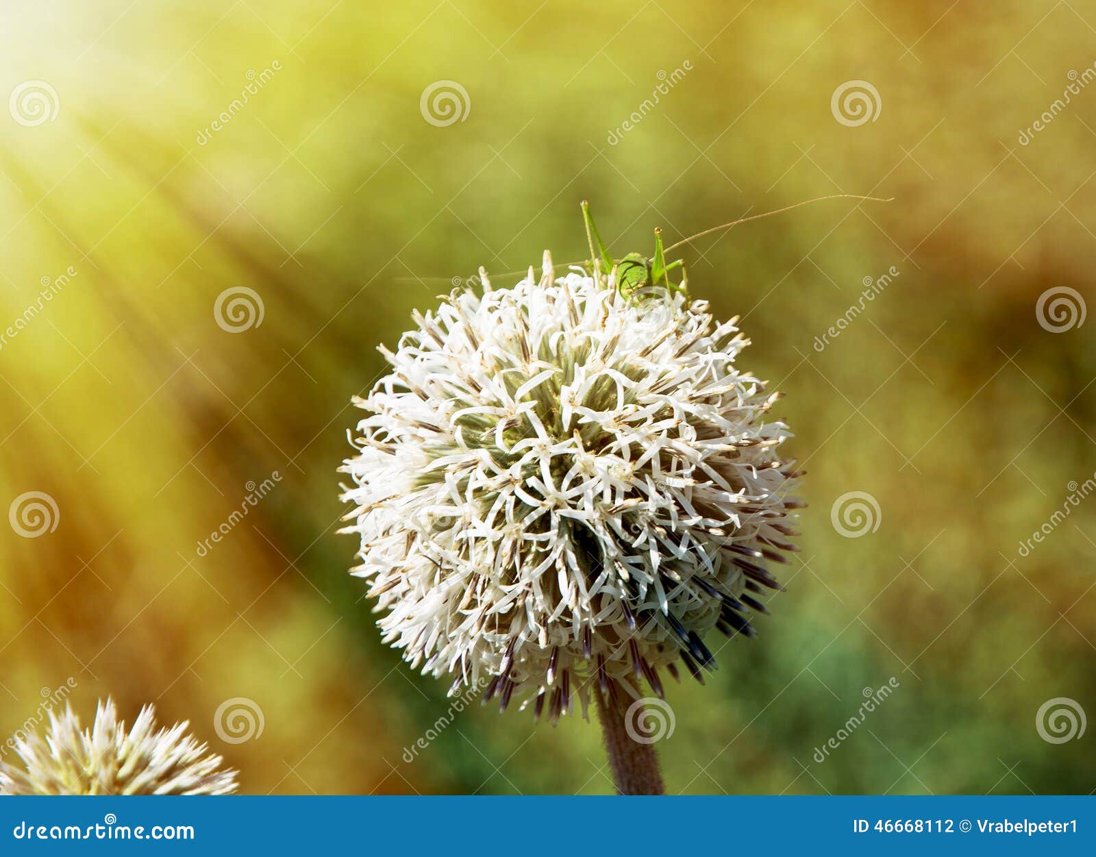Large Round White Flower with Green in Sun Rays Stock Photo