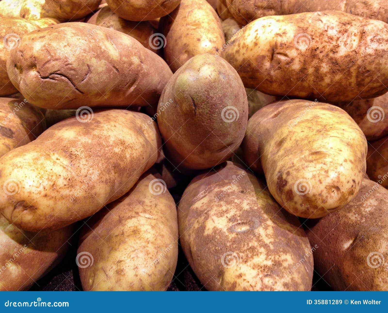 Large Russet Potatoes stock image. Image of agriculture 35881289