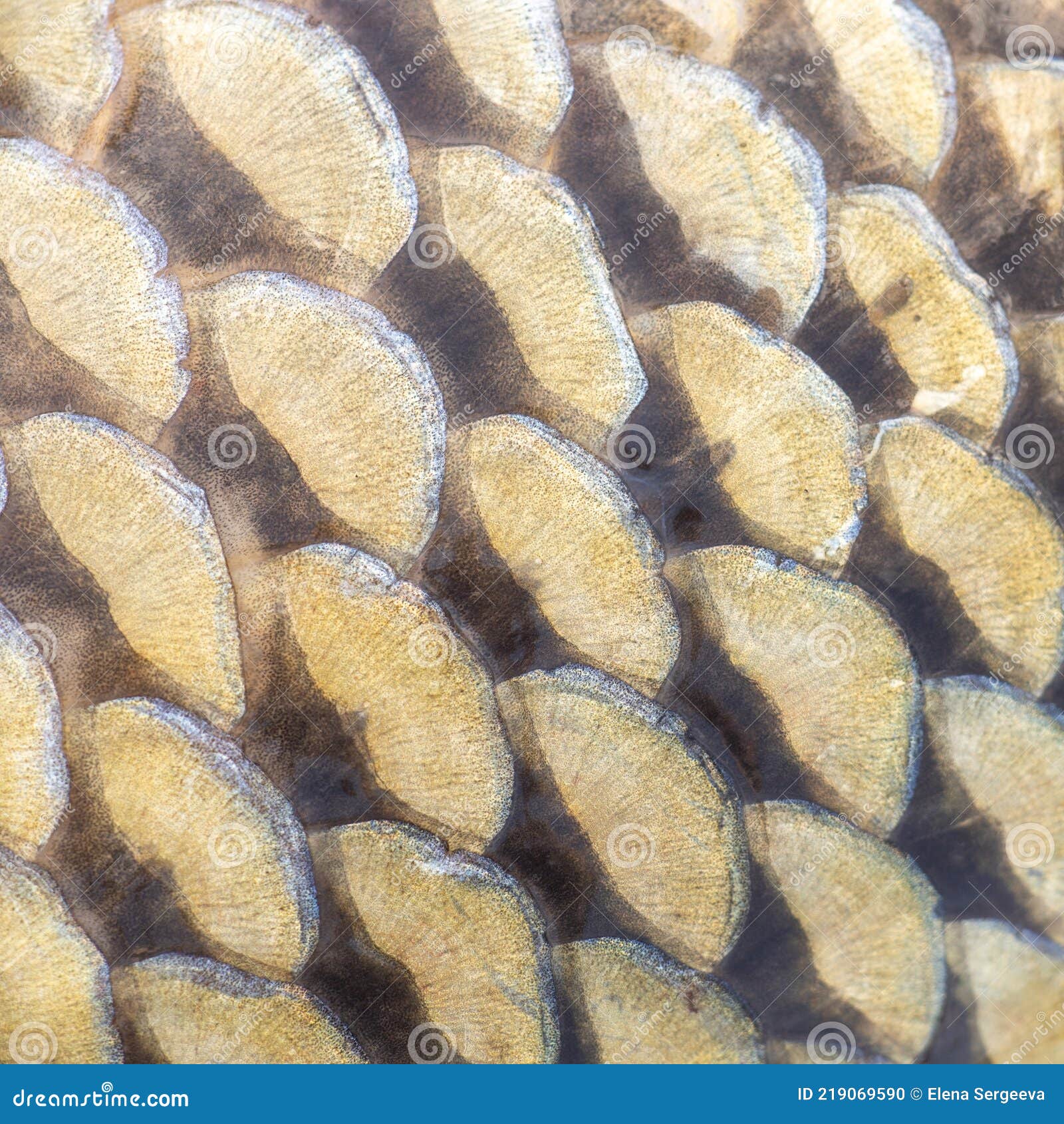 Large scales of river fish stock photo. Image of ocean 219069590