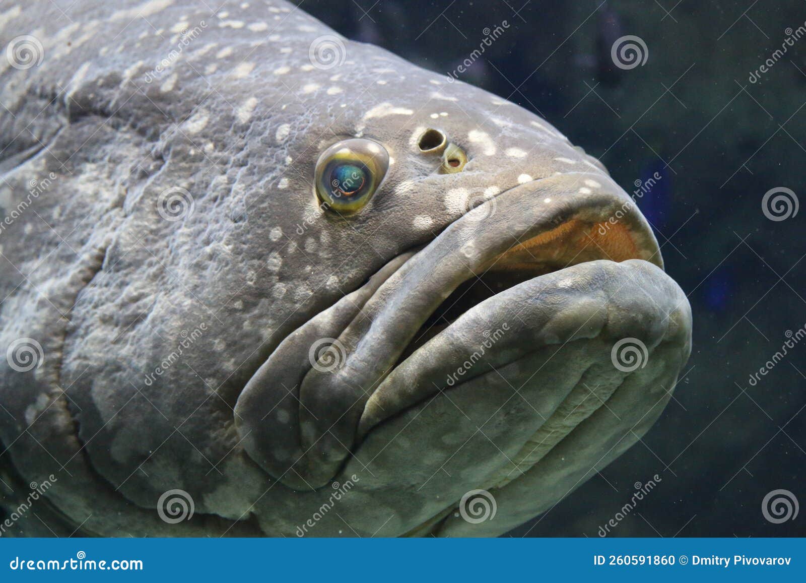 Large sea fish closeup stock photo. Image of head, nature 260591860