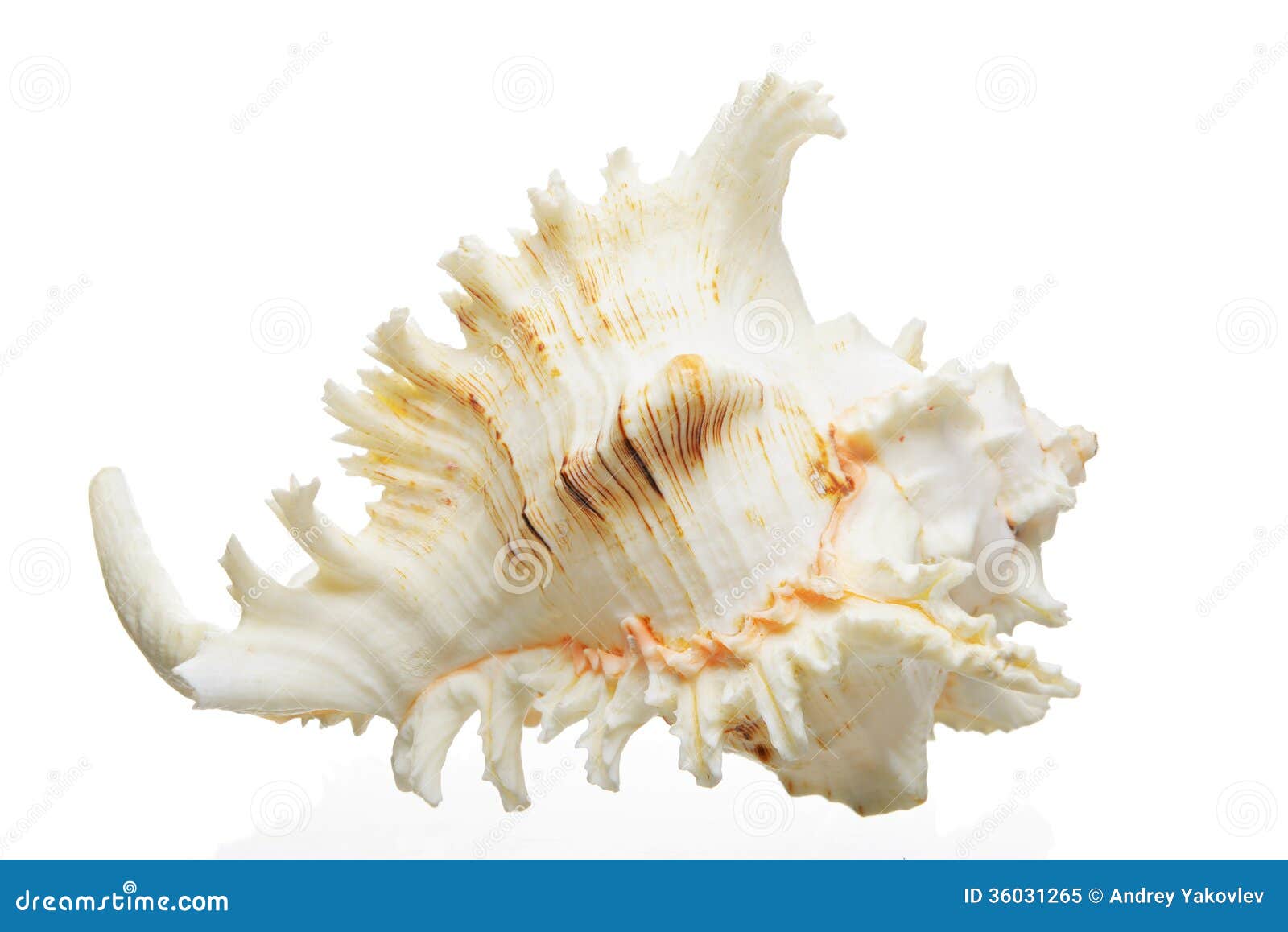 33+ Thousand Cockle Shell Royalty-Free Images, Stock Photos & Pictures