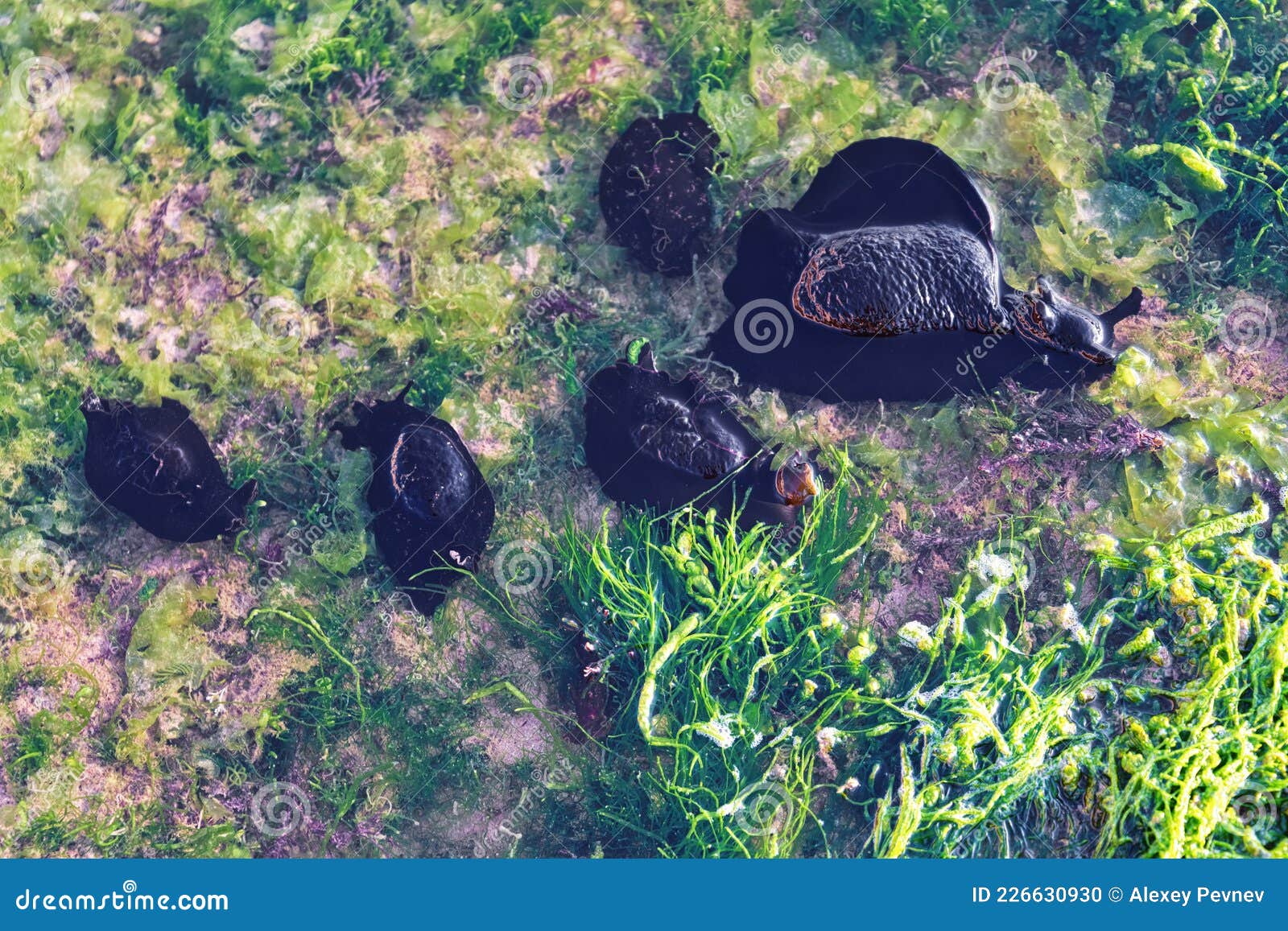 large sea slugs aplysia fasciata, common name the mottled sea hare or the sooty sea hare in the puddles on the shore of the
