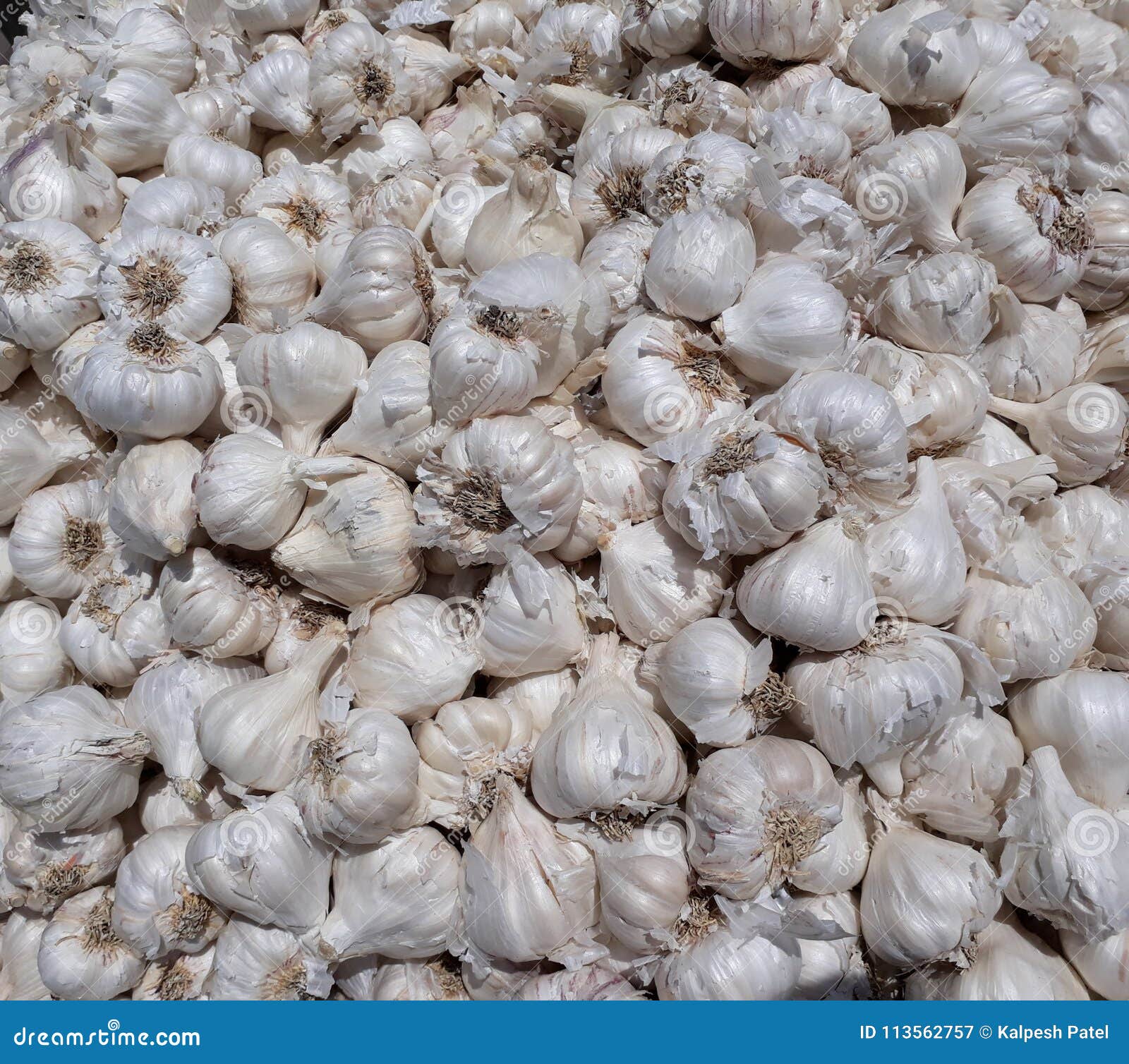 A large set of garlic stock image. Image of fresh, isolated 113562757