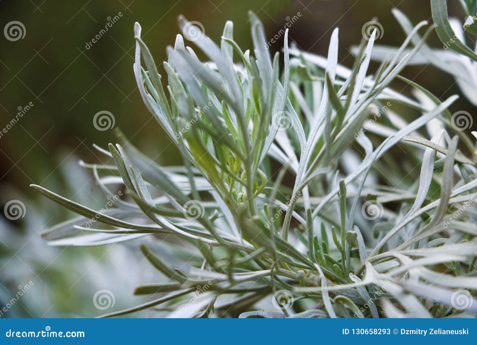 a large sheet dressing artemisia tridentata , commonly used in herbal medicine