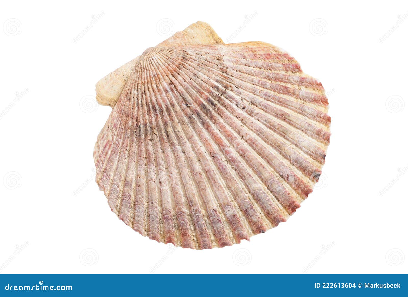 Large Shell Isolated on White Background Stock Photo - Image of ocean