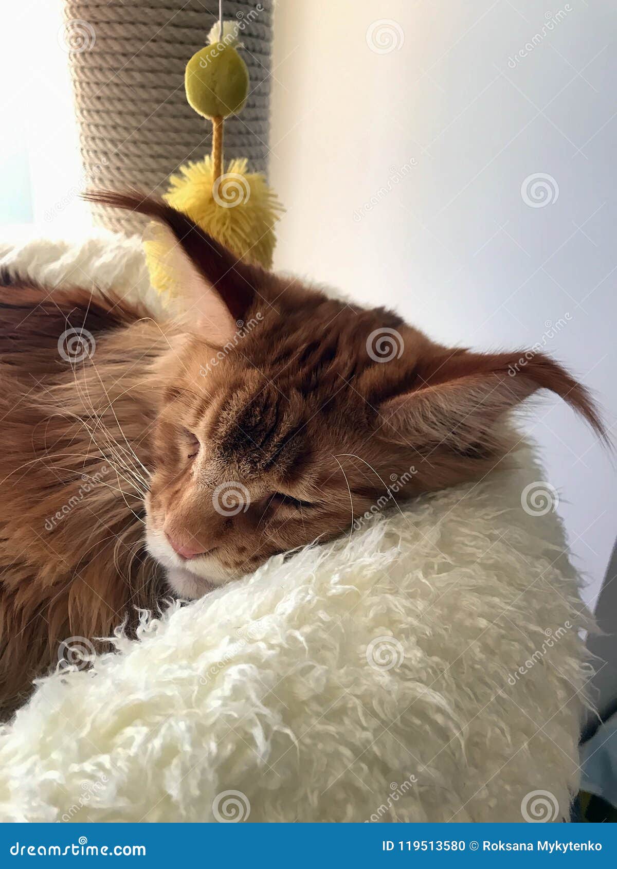 Large sleeping cat stock photo. Image of playing, isolated 119513580