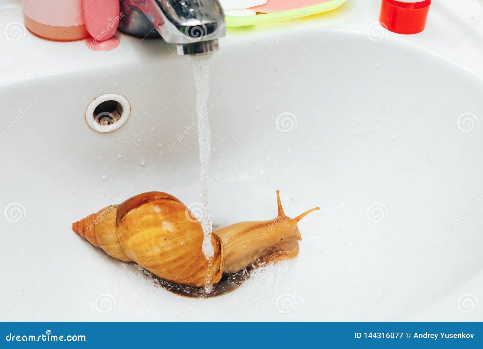Snail Takes a Shower. Splashes and Water Drops. Stock Image - Image of  gourmet, large: 144316077