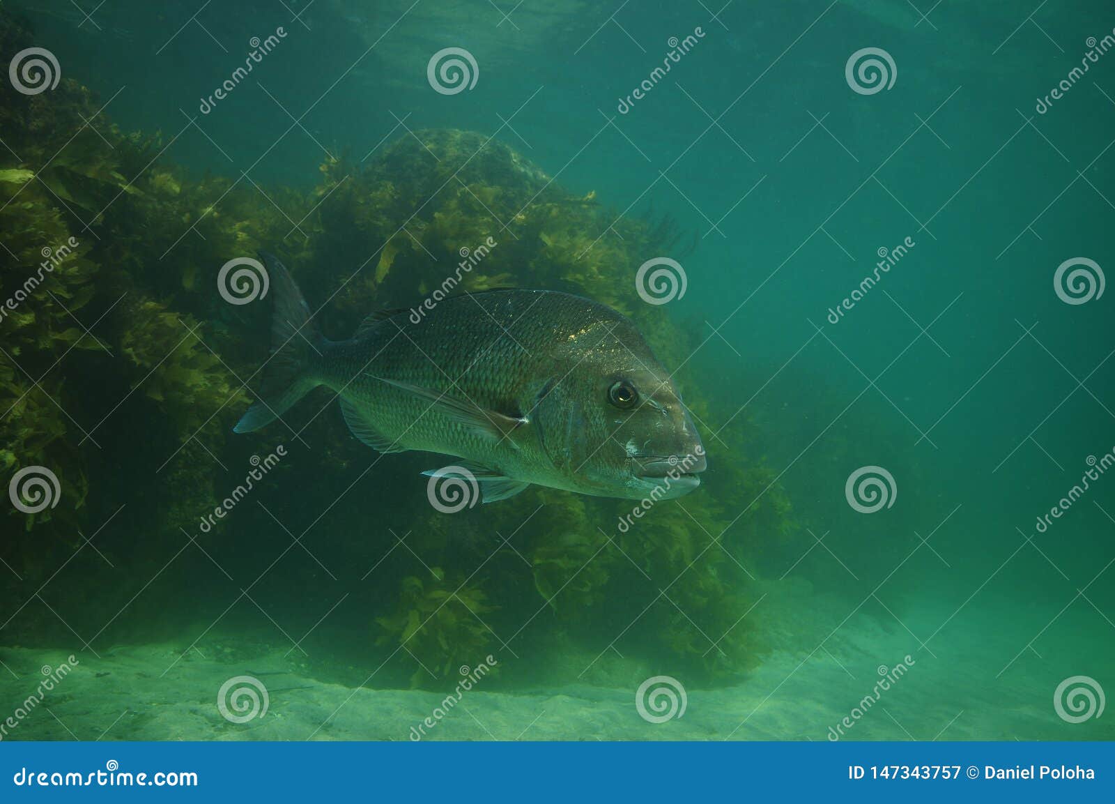 large snapper in hazy water