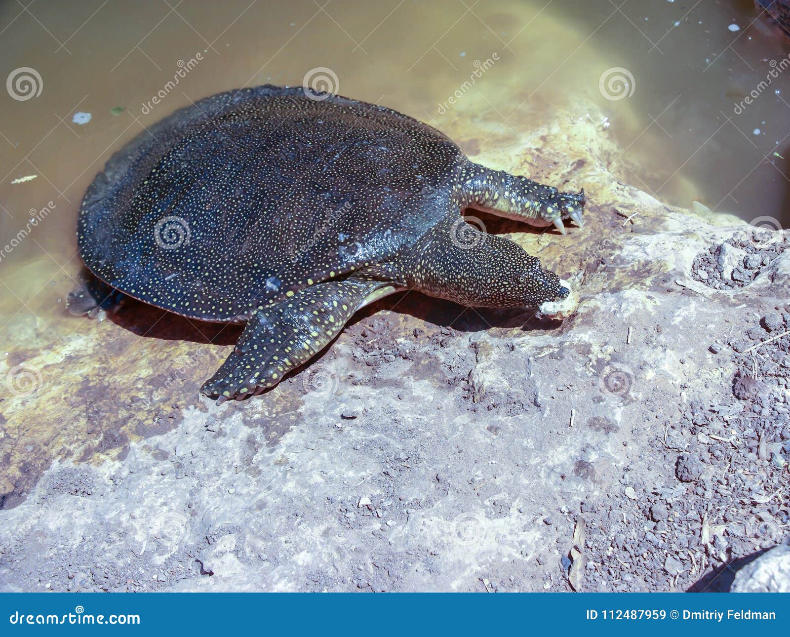 A Large Soft-bodied Turtle - Trionychoidea - Living in the River ...