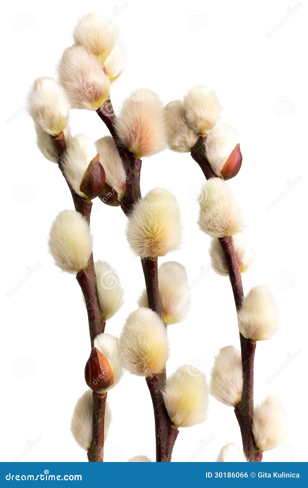 Catkins. stock photo. Image of twig, outdoors, tree, gray 30186066