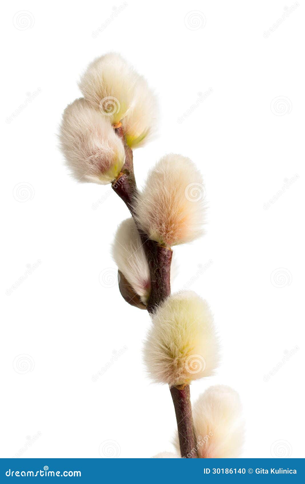 Catkins. stock photo. Image of nature, catkin, velvet 30186140