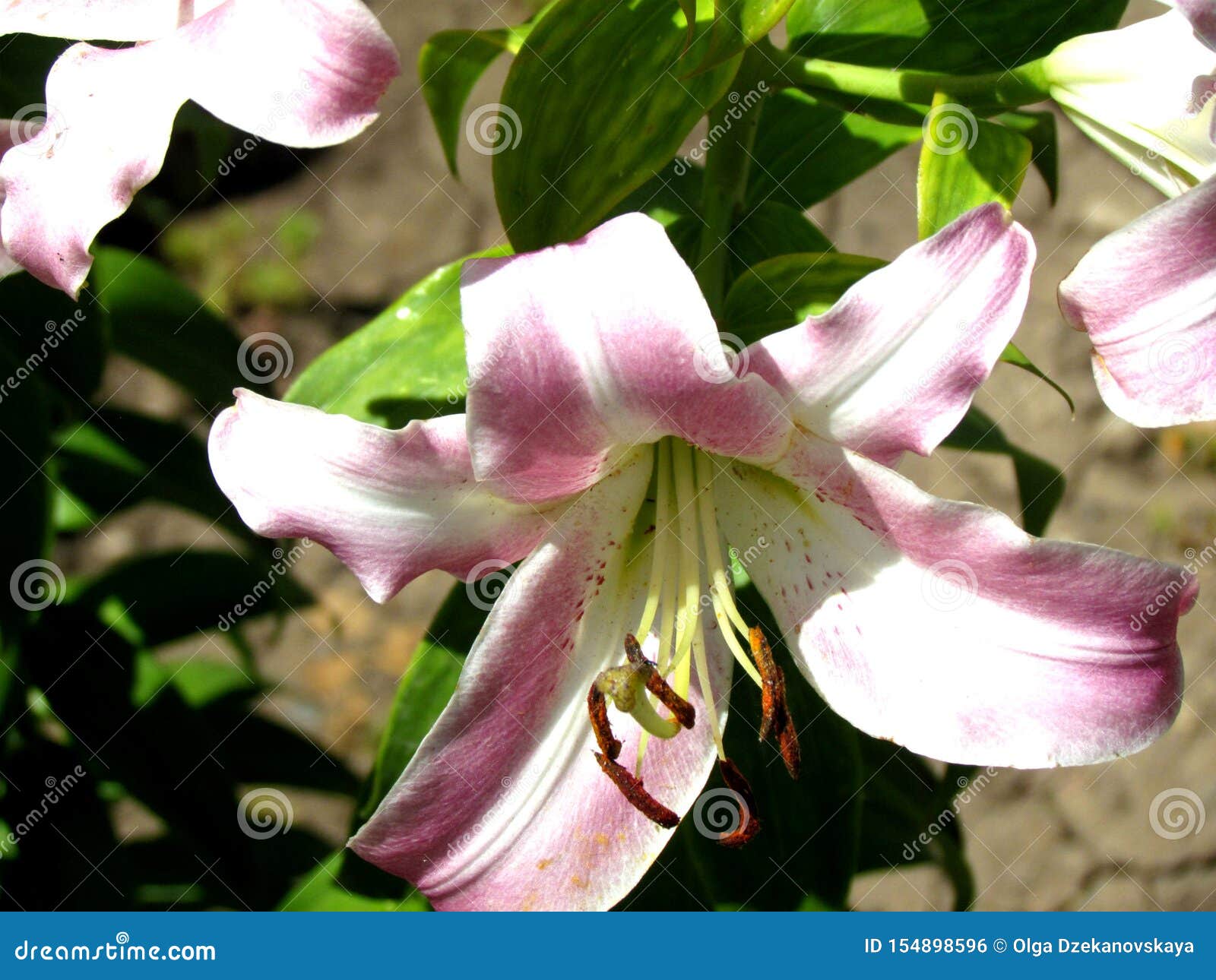 Marco Polo Oriental Lily with Delicate White Rose Petals Stock Photo ...