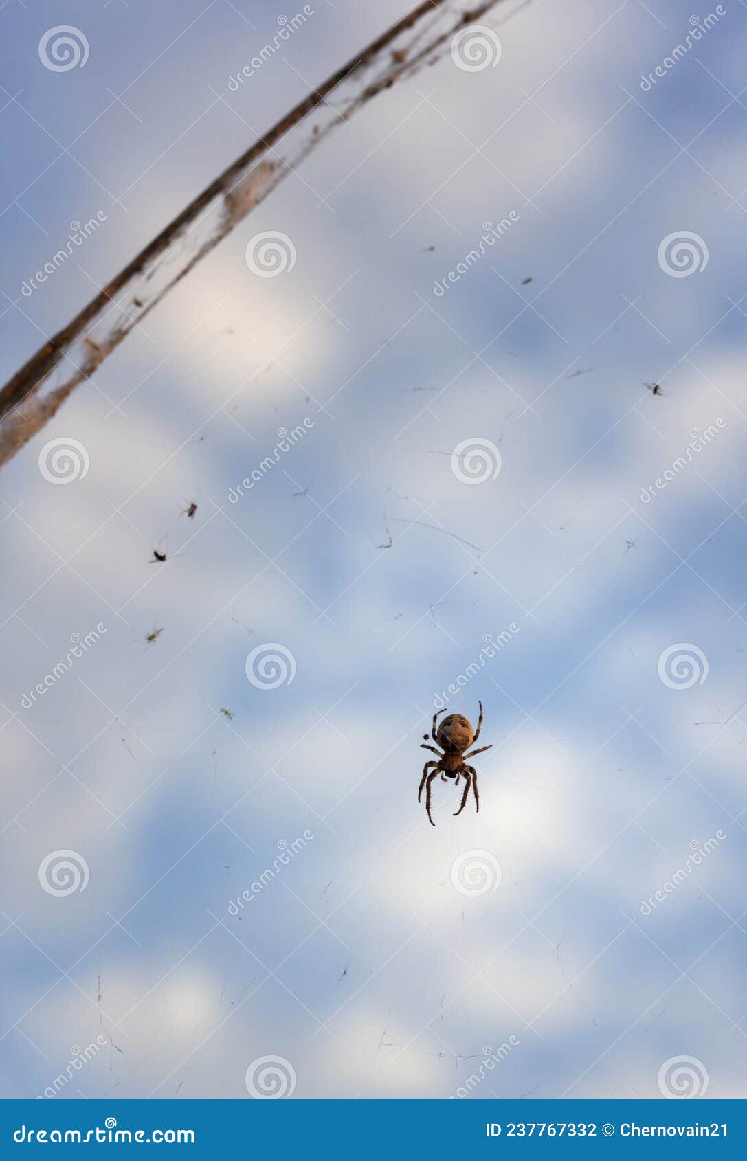https://thumbs.dreamstime.com/z/large-spider-pattern-abdomen-sits-fishing-line-against-background-sky-close-up-large-spider-237767332.jpg
