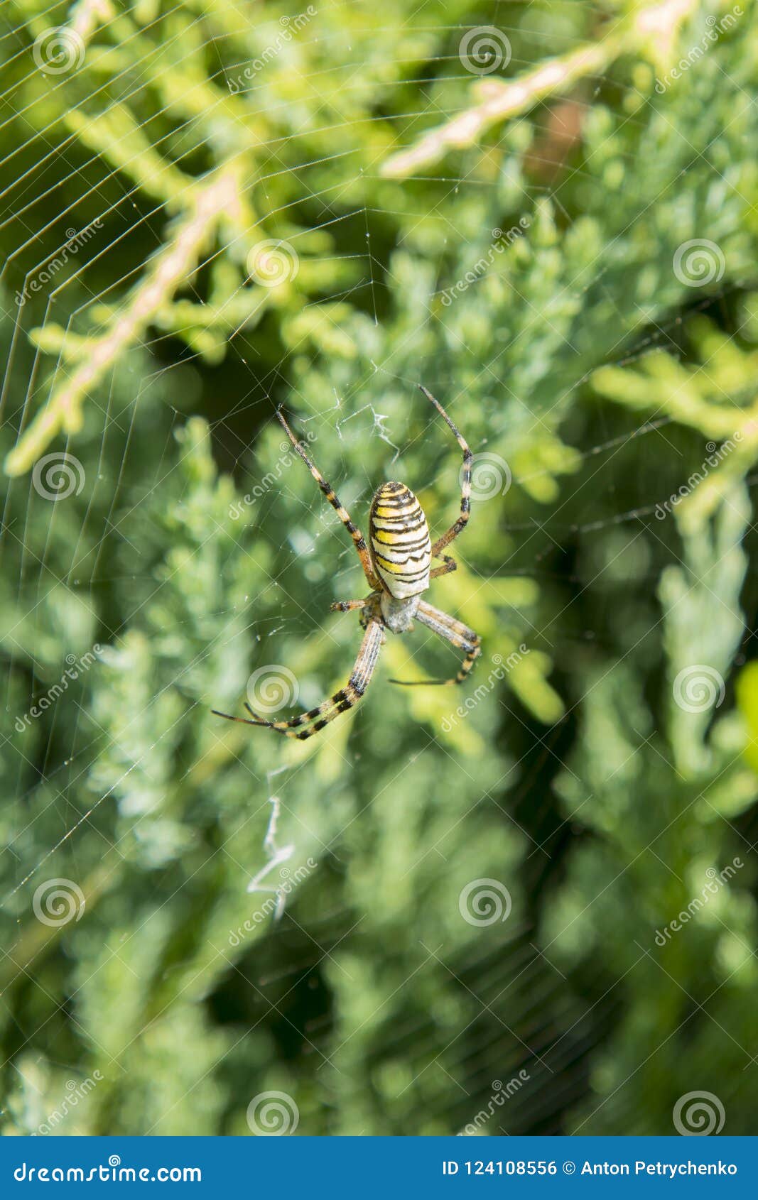 A Large Spider With Yellow Stripes On A Cobweb In The Garden