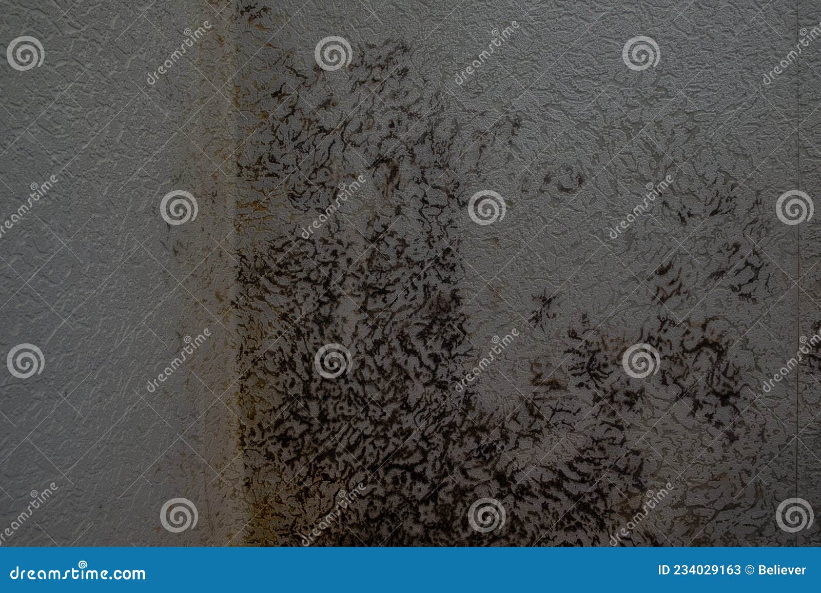 Large Spots of Black Mold on the Wall in the Apartment. Stock Image