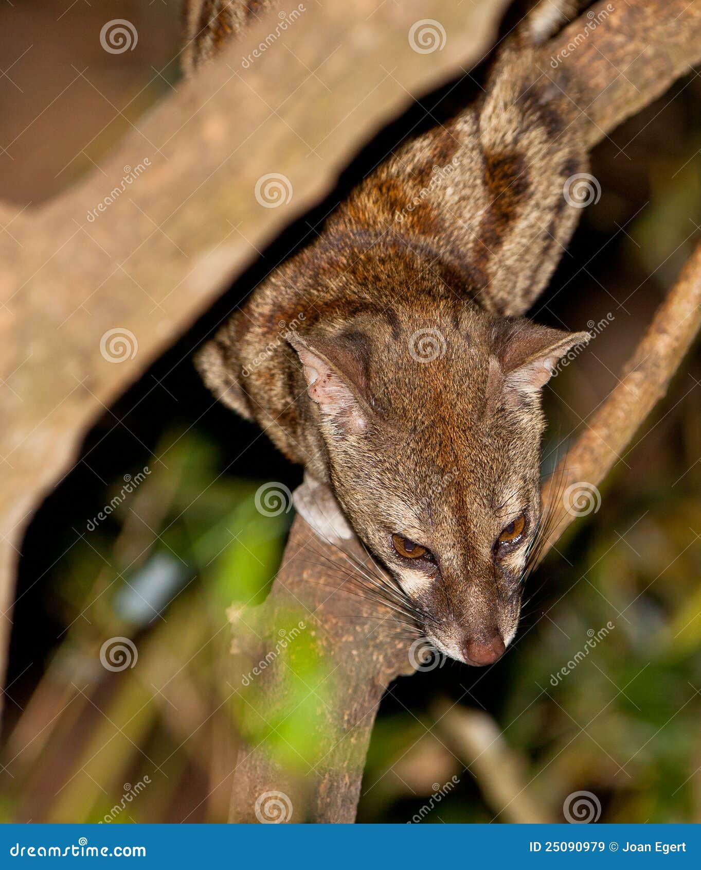 large-spotted genet