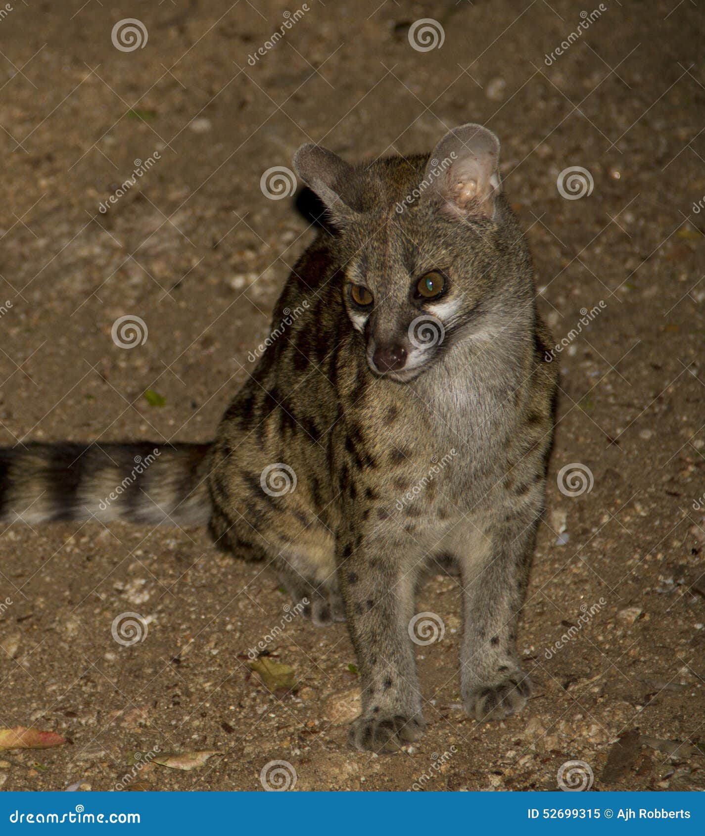 Large Spotted stock image. Image of lilac, kruger 52699315
