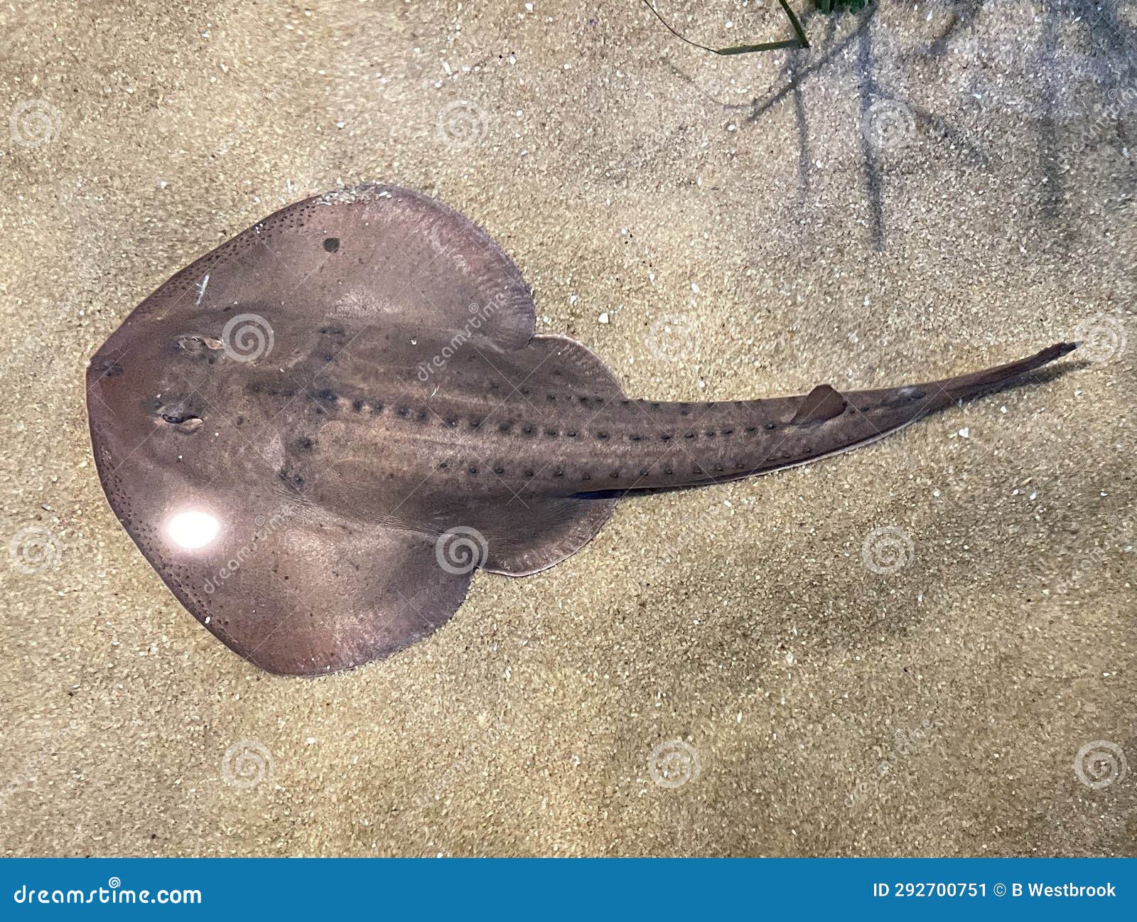 A Large Stingray at the Aquarium Stock Image Image of seafood, fish