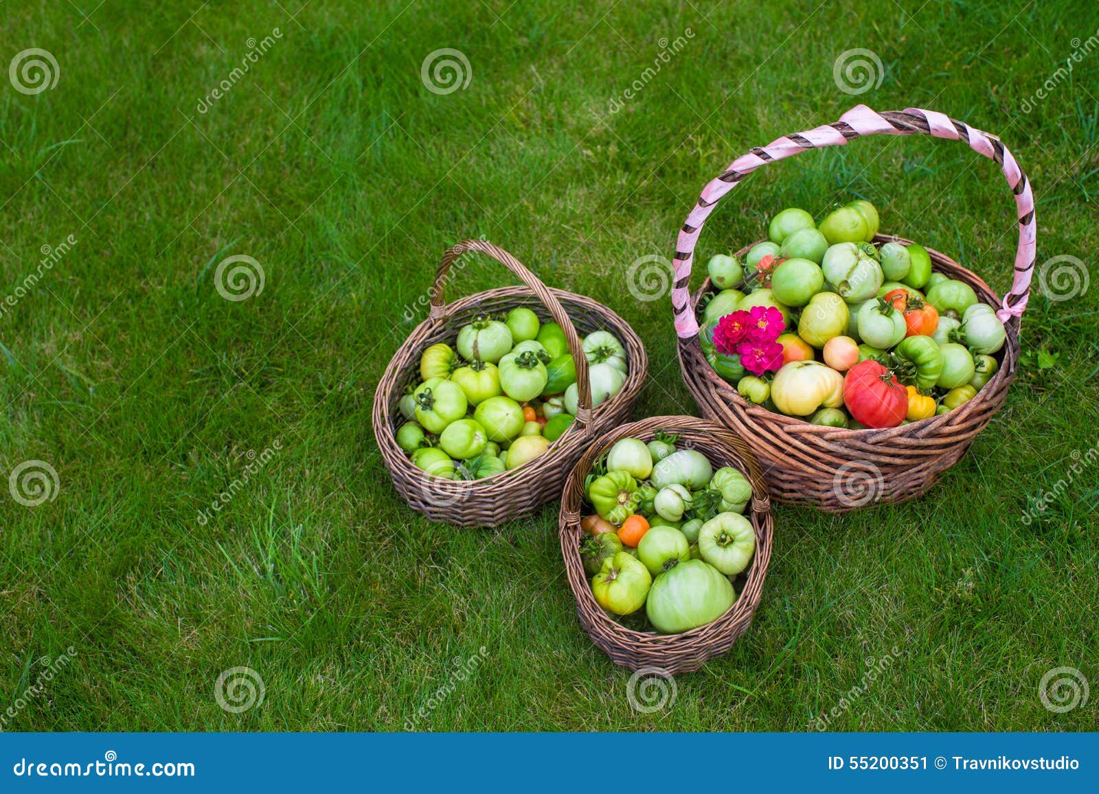 Large Straw Baskets Full of Harvested Tomatoes on Stock Image Image