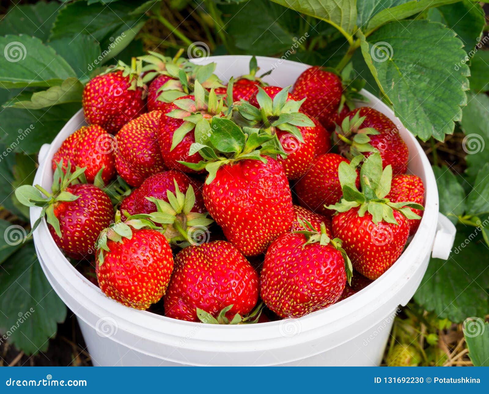 Large Strawberries in a Plastic Bucket at the Berry Bush Stock