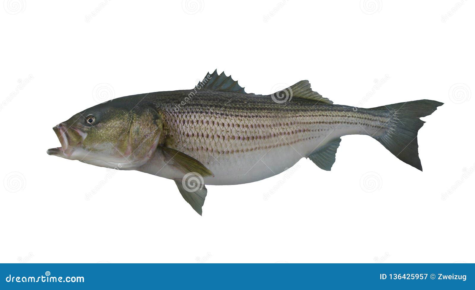 large striped bass striper fish  on white background