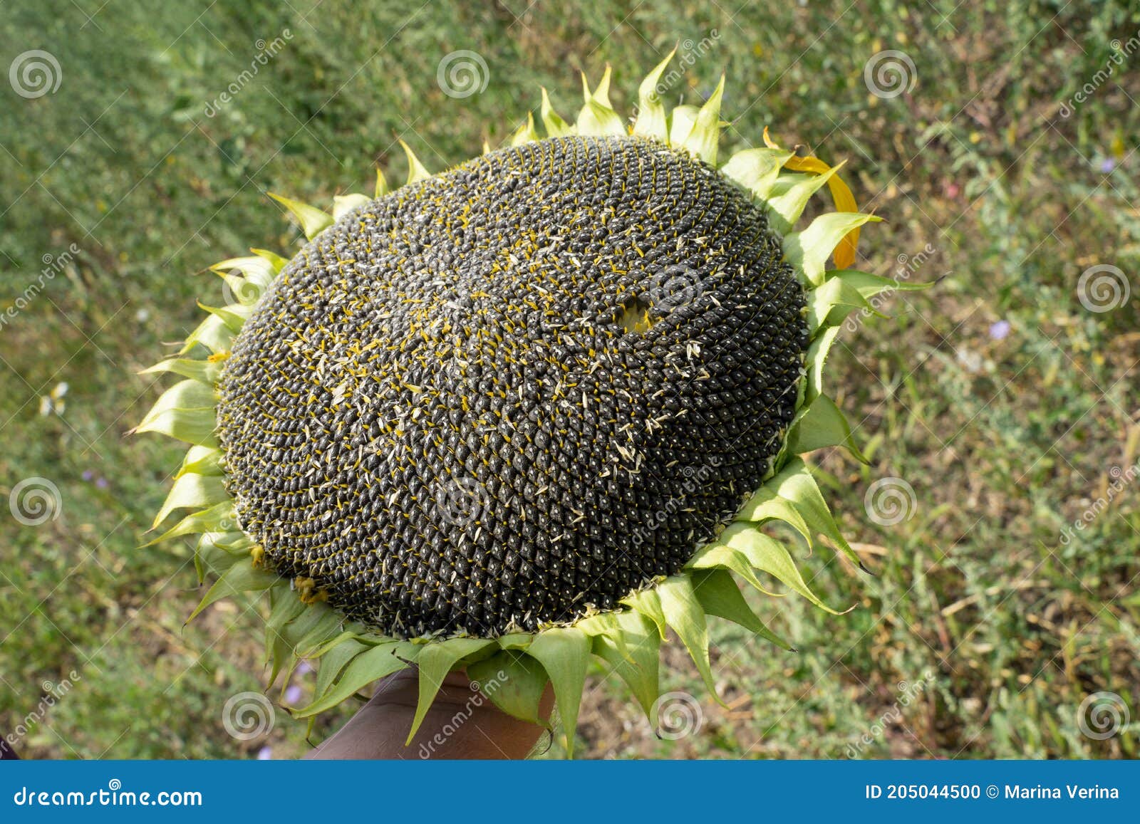 Large Sunflower with Large Black Seeds Stock Photo - Image of closeup ...