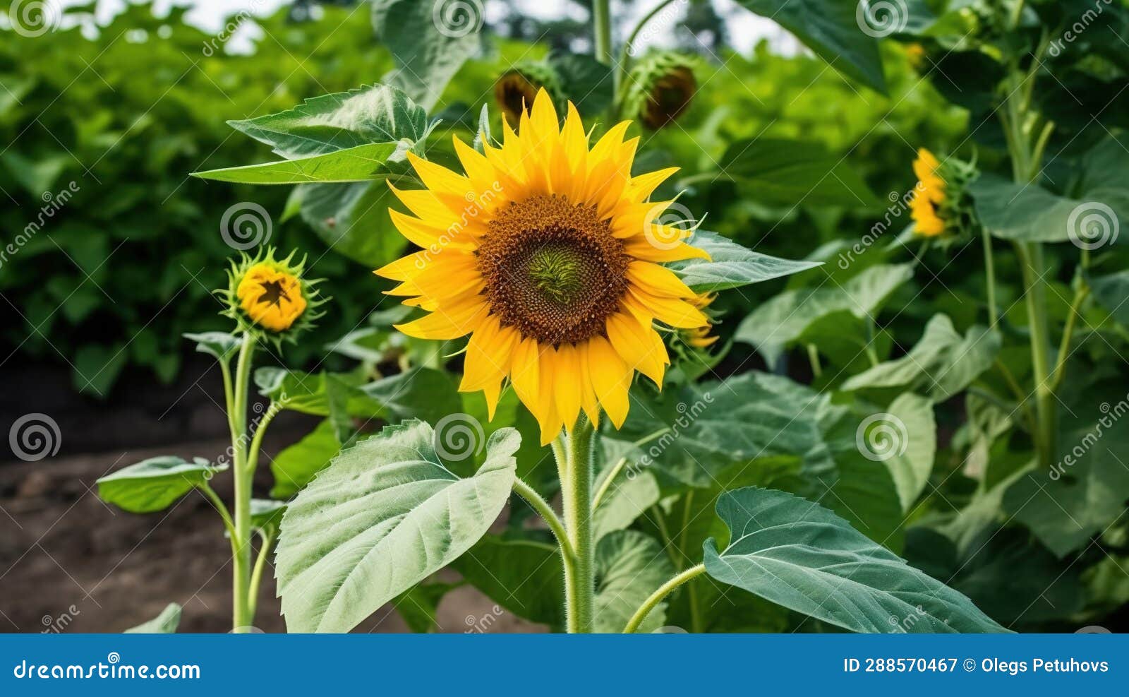 A Large Sunflower in a Field of Green Grass and Dirt Stock Image
