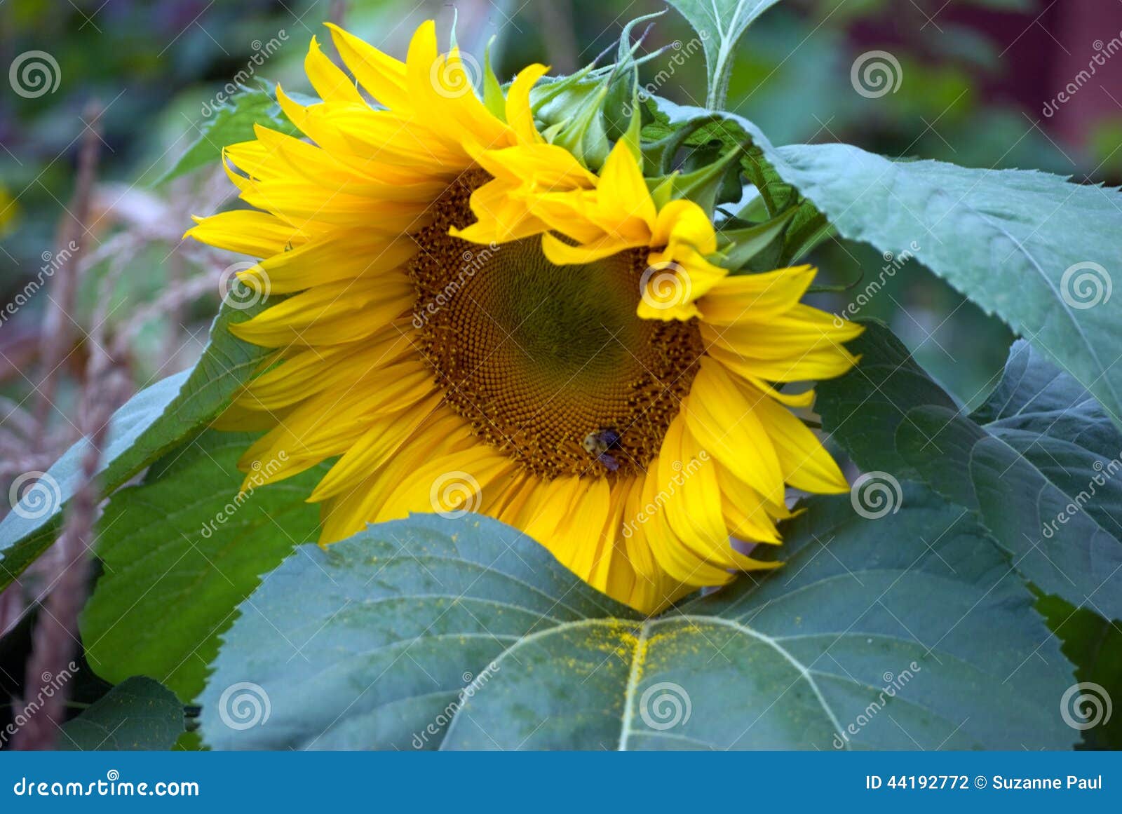 Large Sunflower Leaning on a Leaf Stock Photo Image of leaves, yellow