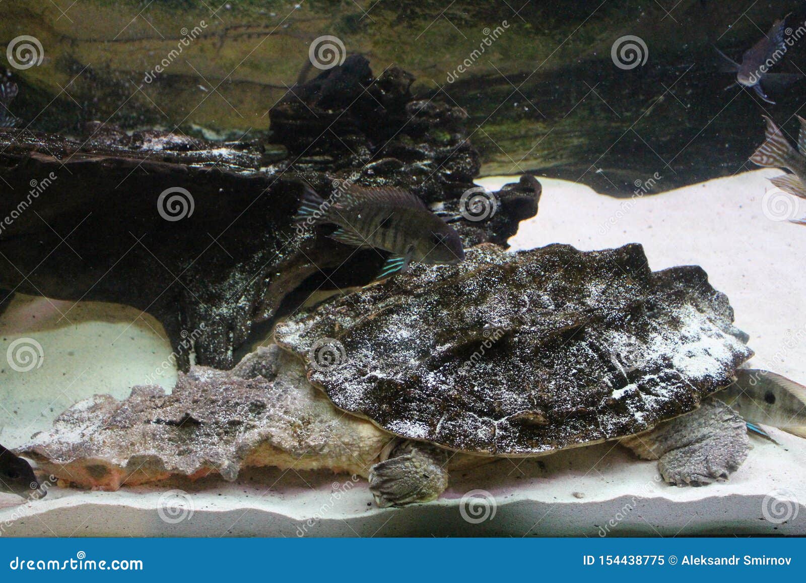 A Large Swamp Turtle Sits in the Terrarium Stock Image Image of shell