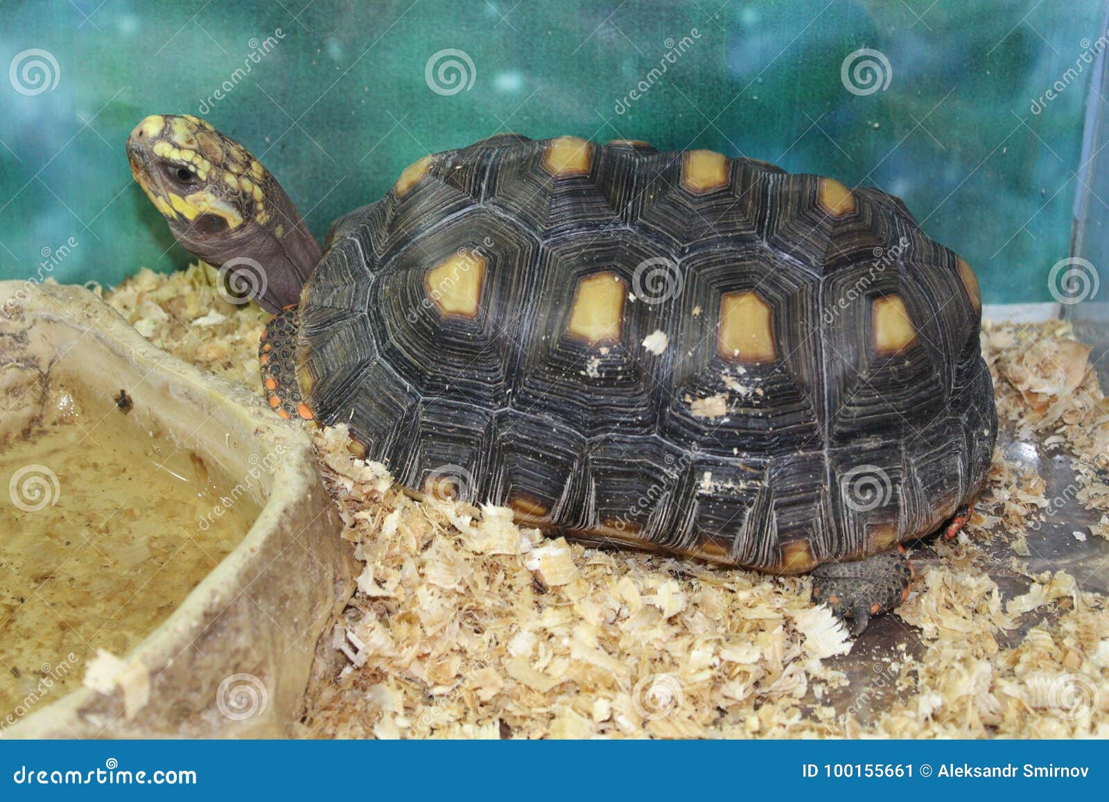 A large swamp turtle stock image. Image of ecology, arrau 100155661