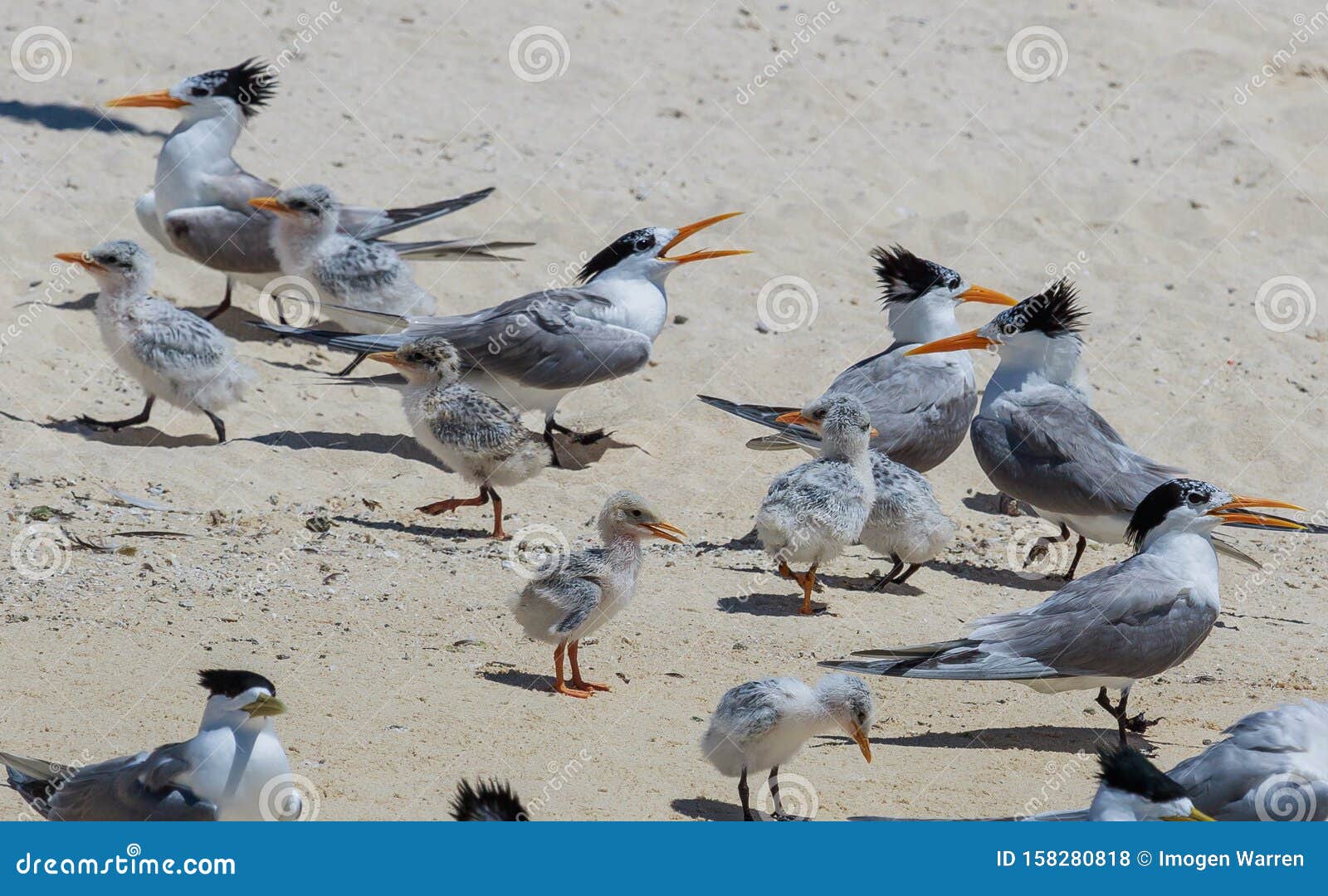 Lesser Crested Tern In Australia Stock Photo Image Of Beautiful Erect Lesser Crested Tern In Australia Stock Photo Image Of Beautiful Erect