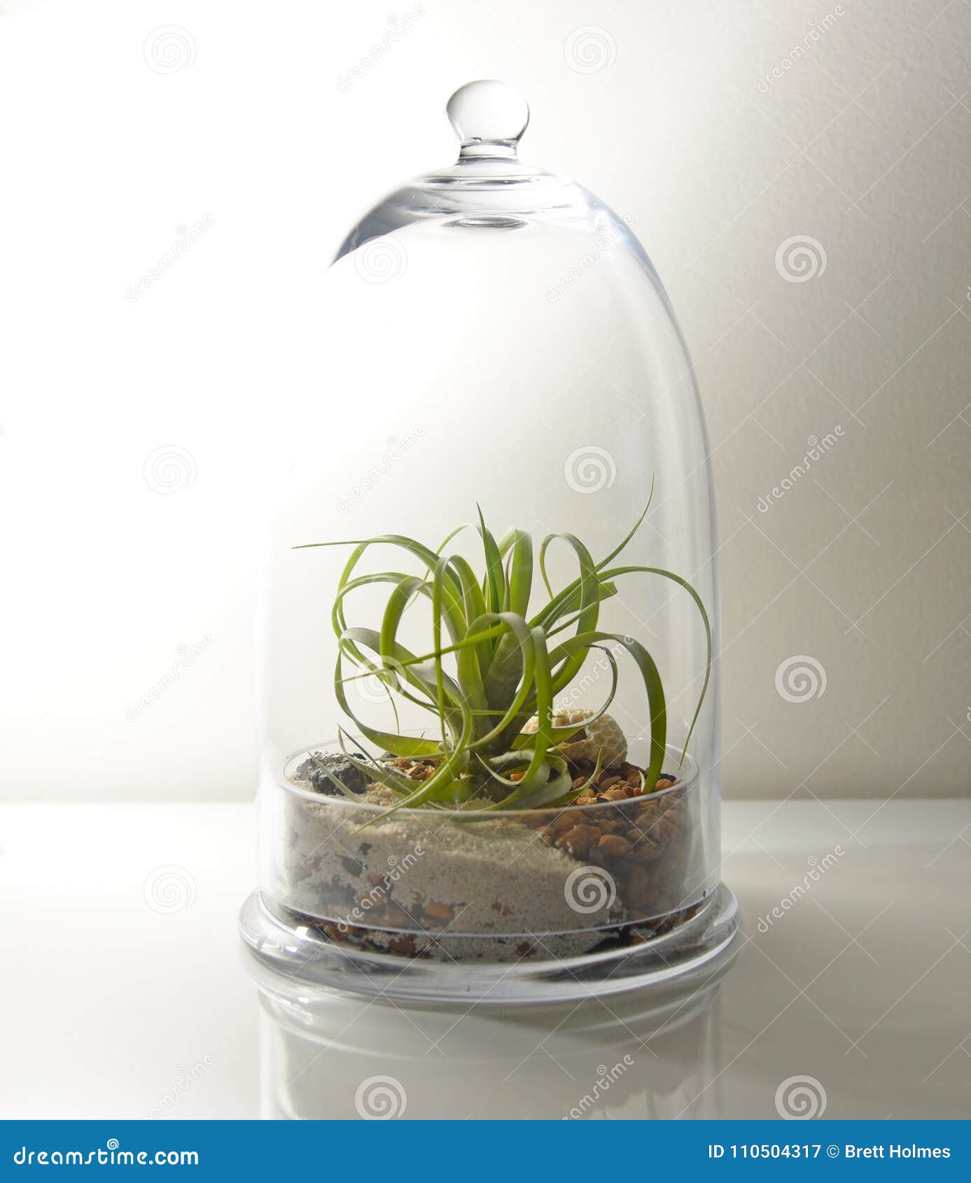 Large terrarium in light stock image. Image of garden 110504317