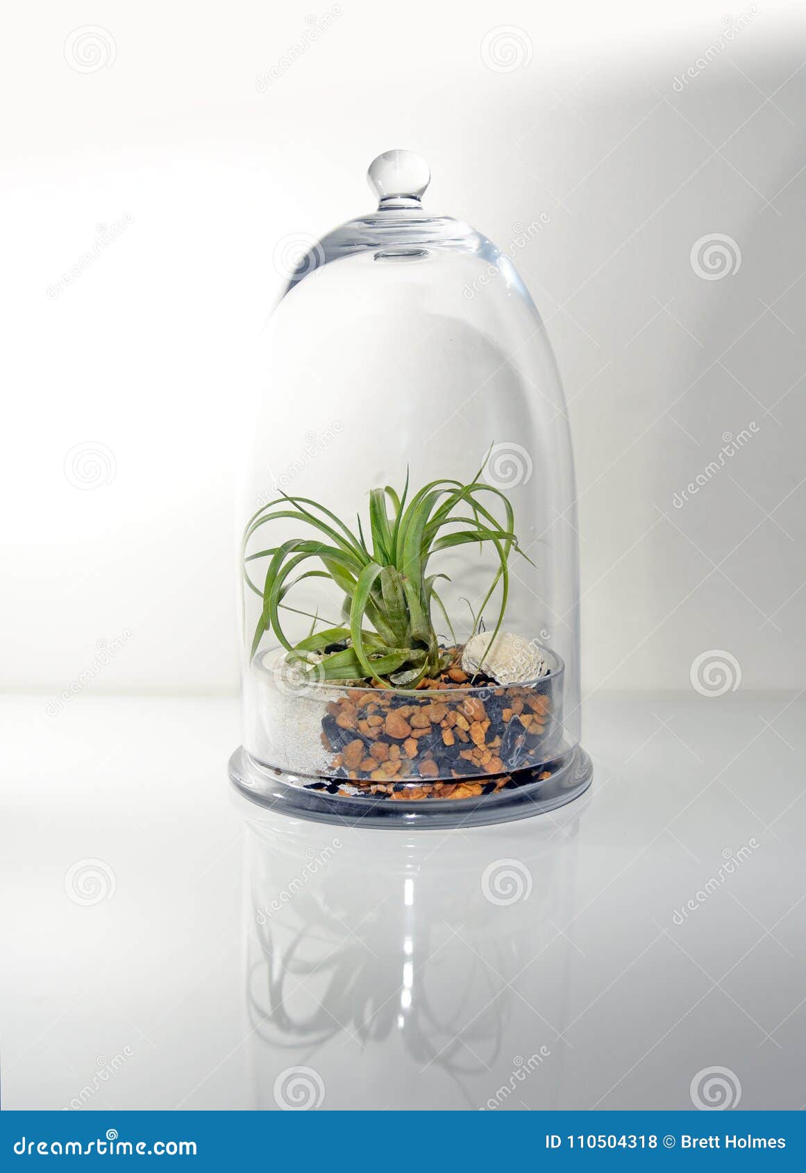 Large terrarium in light stock photo. Image of inside 110504318