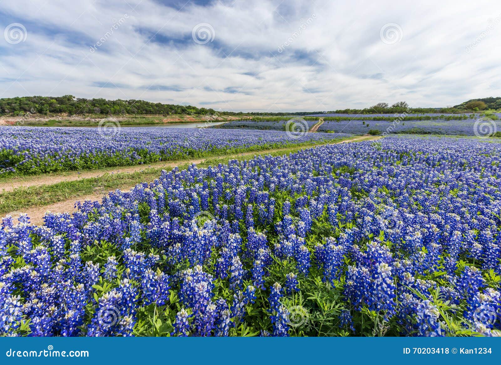 large texas bluebonnet field in muleshoe bend, austin, tx