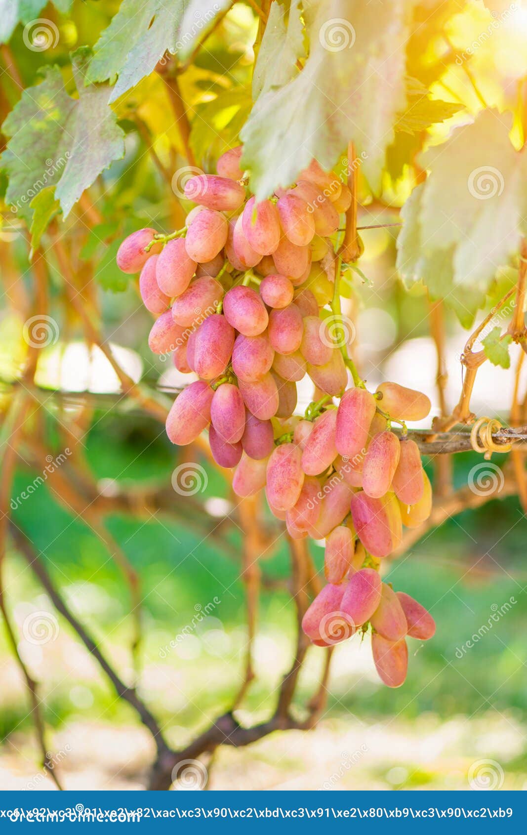 A Large Thunderstorm of Ripe Pink Grapes at Sunset. Grape Garden