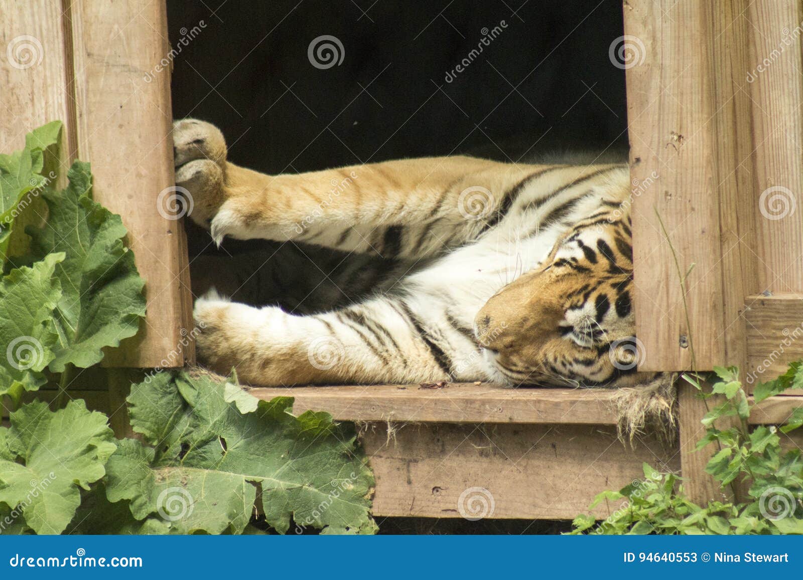 shelter 3 tiger shelter 3 tiger