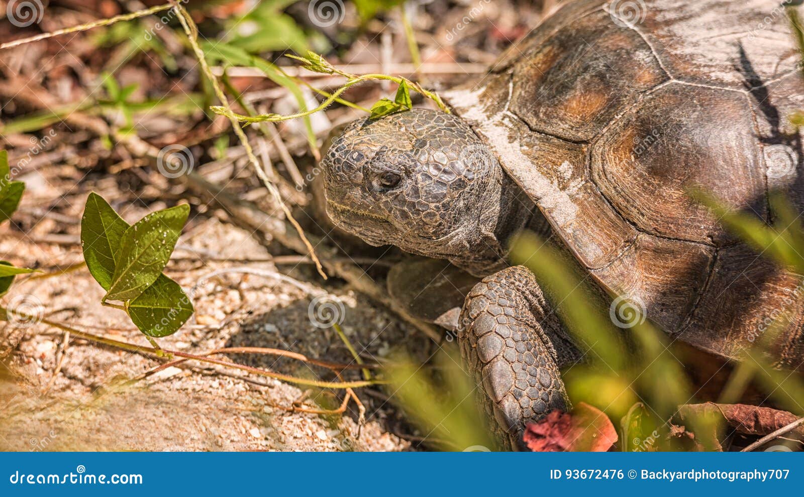 Large Tortoise Looking for Plants To Eat Stock Photo Image of cute