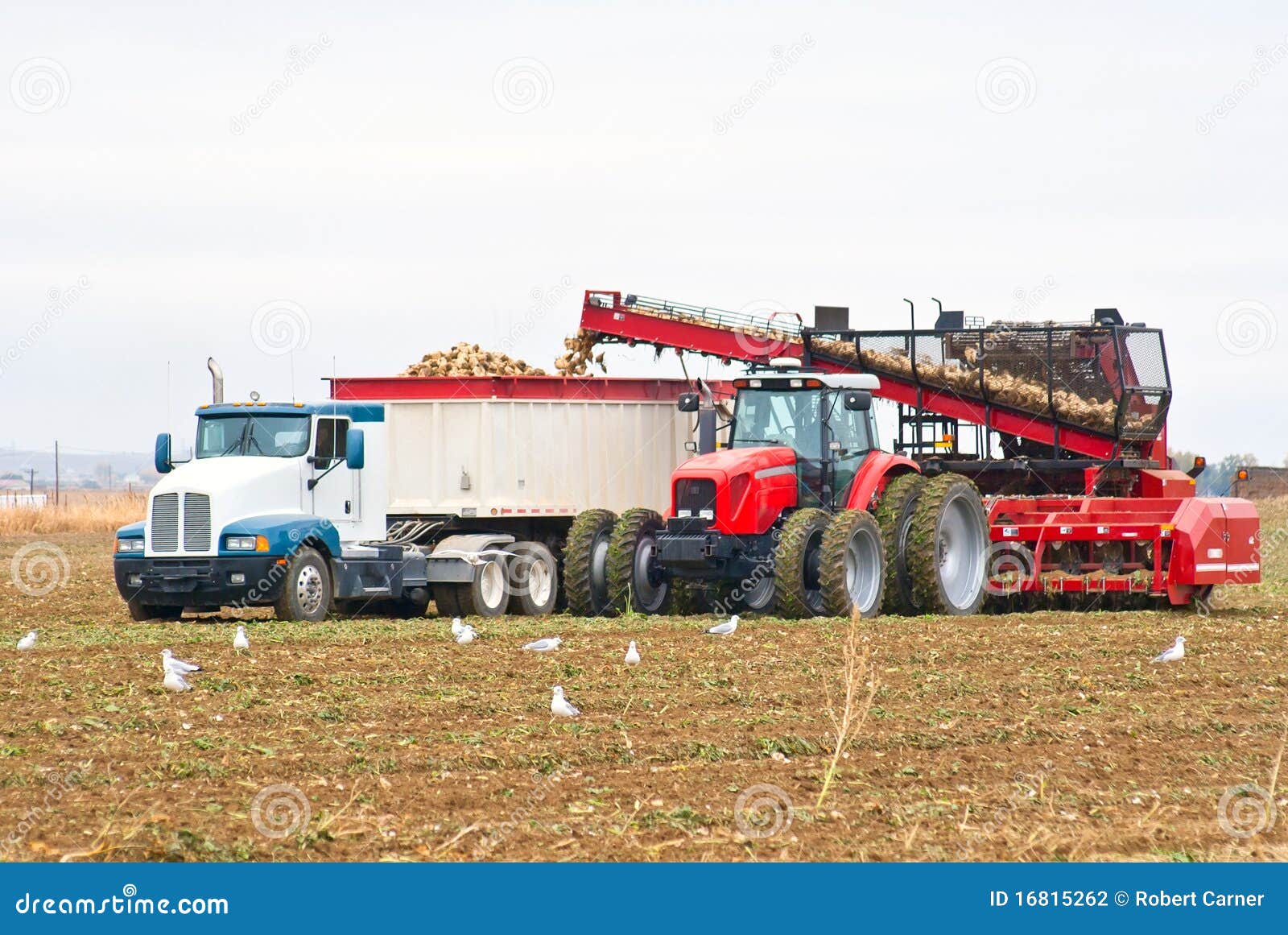 A Large Tractor and Semitruck Loading Beets Stock Photo Image of