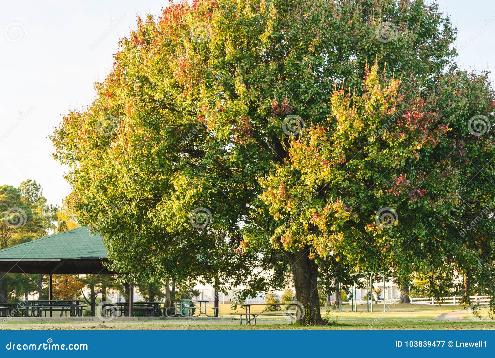 large tree at the southaven park background