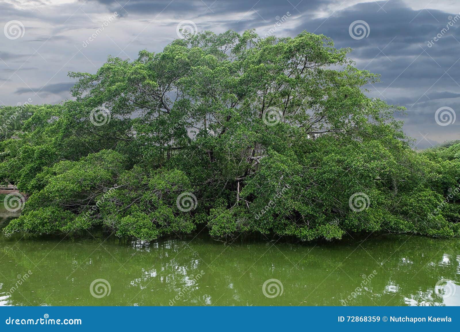 The Large Tree Has Plenty in the Middle of River. Stock Image Image