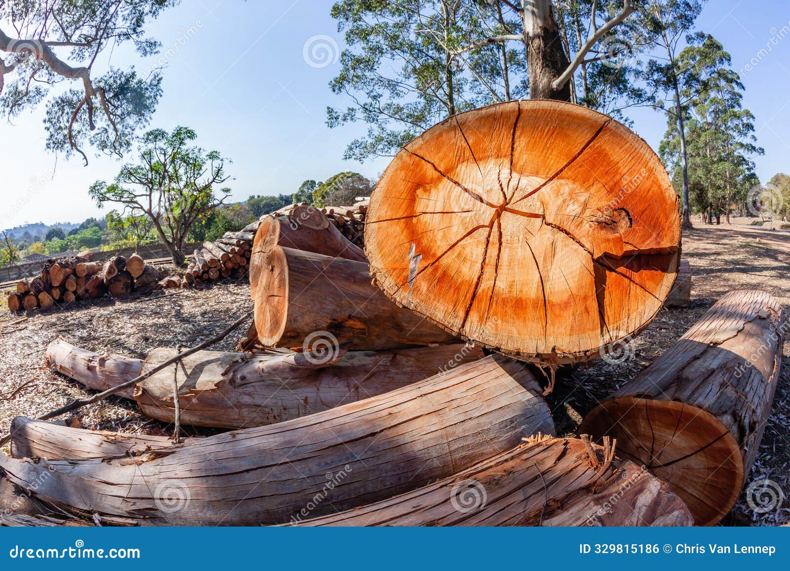 Large Tree Logs Cuts Exposed Stack Stock Photo - Image of cracked, pieces:  329815186, image size:1600x1157