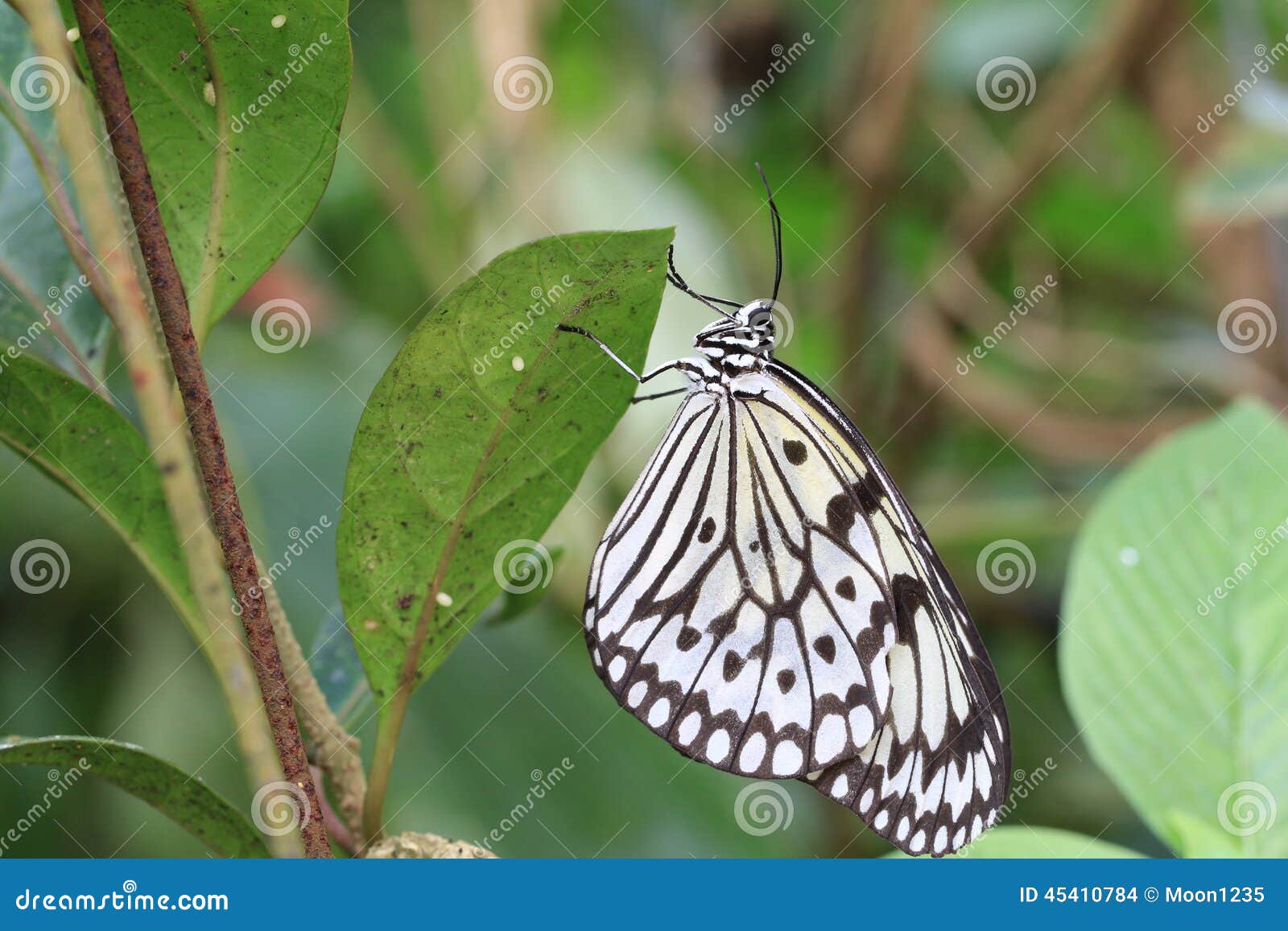 Large Tree Nymphs Butterfly and Eggs Stock Photo - Image of ...
